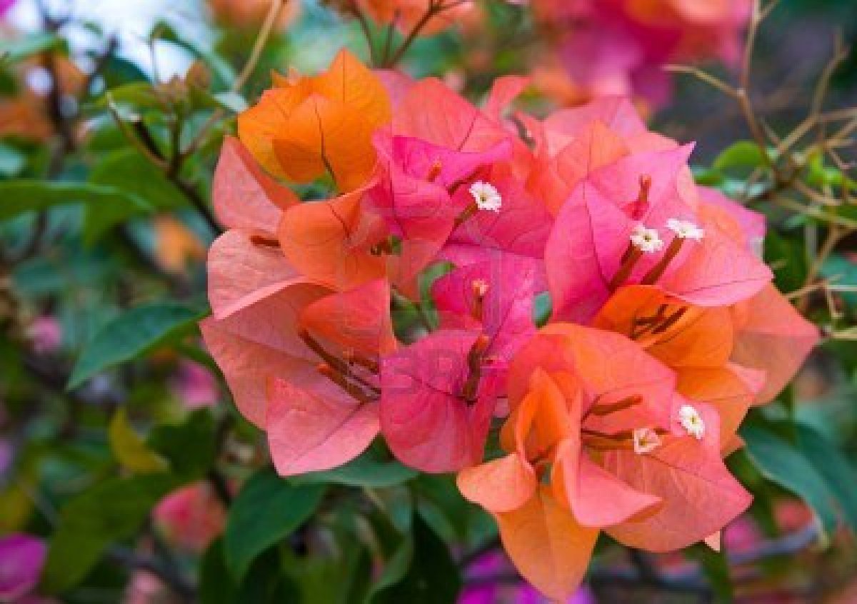 Bougainvillea flowers