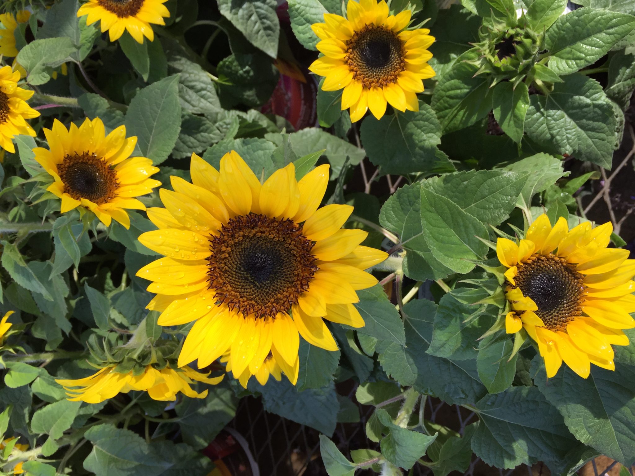  Sunflowers  are the happiest of flowers 