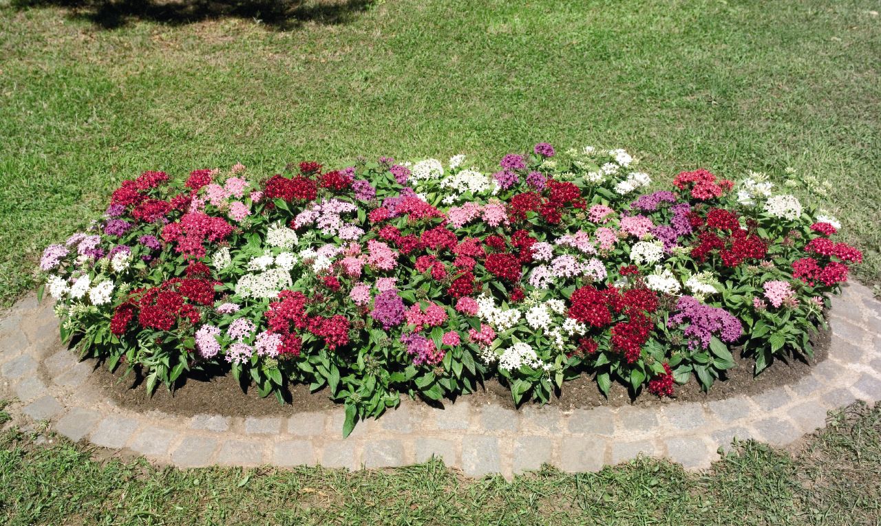 Pentas lanceolata