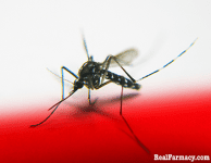 Mosquito