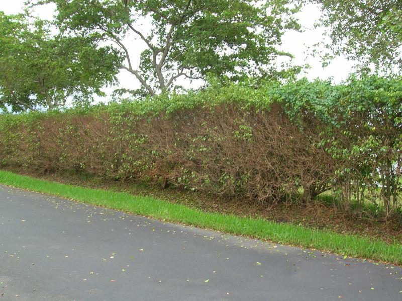 Ficus hedge care