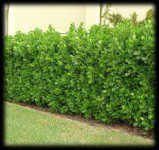Hedges
