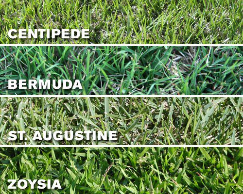 grasses warmseason grasses warmseason