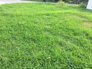 Sod Installation by J&J Lawn Service